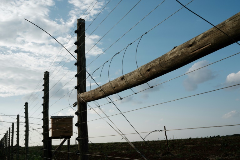 AFP - Barrier: The electric fence at the KiliAvo Fresh Ltd avocado farm in Kimana
