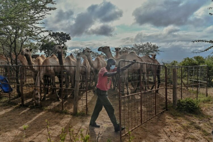AFP | Camel herder Isaac Mohamed, 57, releases camels from their enclosure at the International Livestock Research Institute ranch