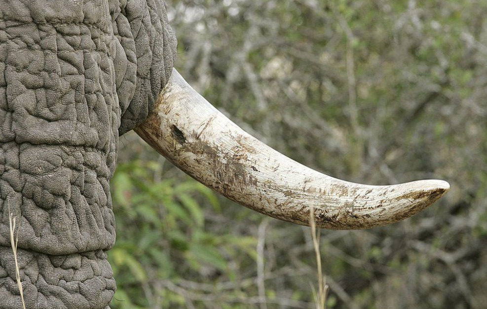 The illegal ivory was allegedly sold to customers in New York and south-east Asia | AFP