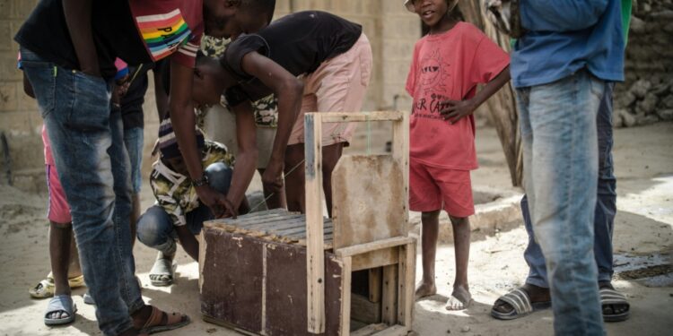 Their weapon of choice is a crate-like wooden trap, which contains a piece of mutton as bait and can be pulled closed with a piece of string | AFP