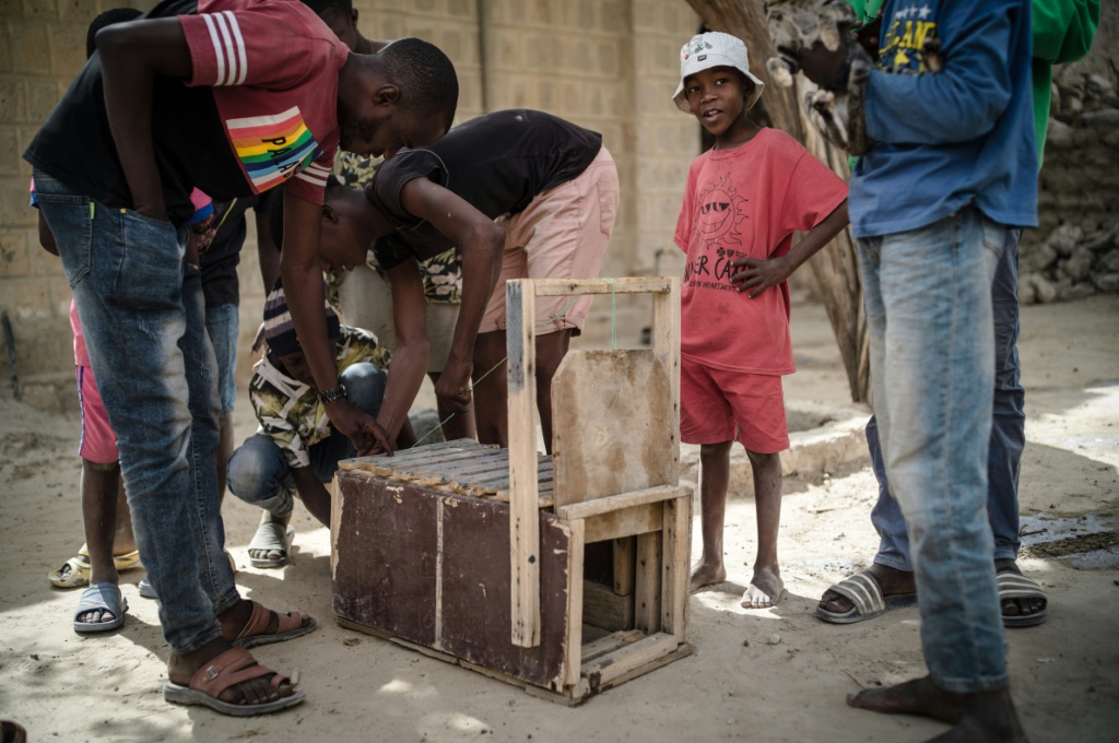 Their weapon of choice is a crate-like wooden trap, which contains a piece of mutton as bait and can be pulled closed with a piece of string | AFP