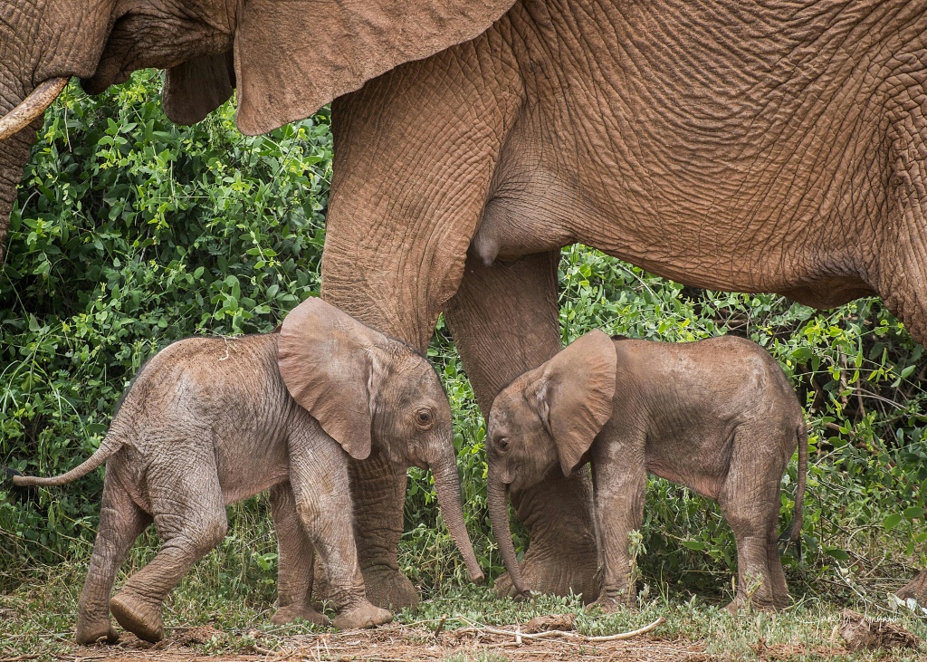 Conservation group Save the Elephants said the twins were first spotted by lucky tourist guides on a safari drive Samburu Reserve in northern Kenya | AFP