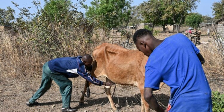 Amadou, a Fulani, catches an ox with his son. He says suspicions against his community have surged as a result of jihadist attacks | AFP