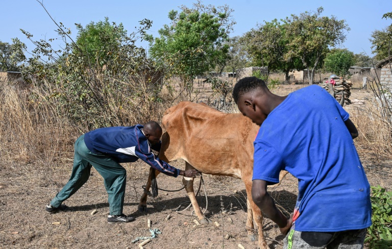 Amadou, a Fulani, catches an ox with his son. He says suspicions against his community have surged as a result of jihadist attacks | AFP