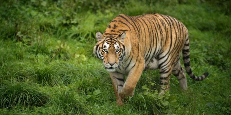 Animal rights charity, Four Paws, says 359 tigers were exported from South Africa from 2011-2020  | AFP