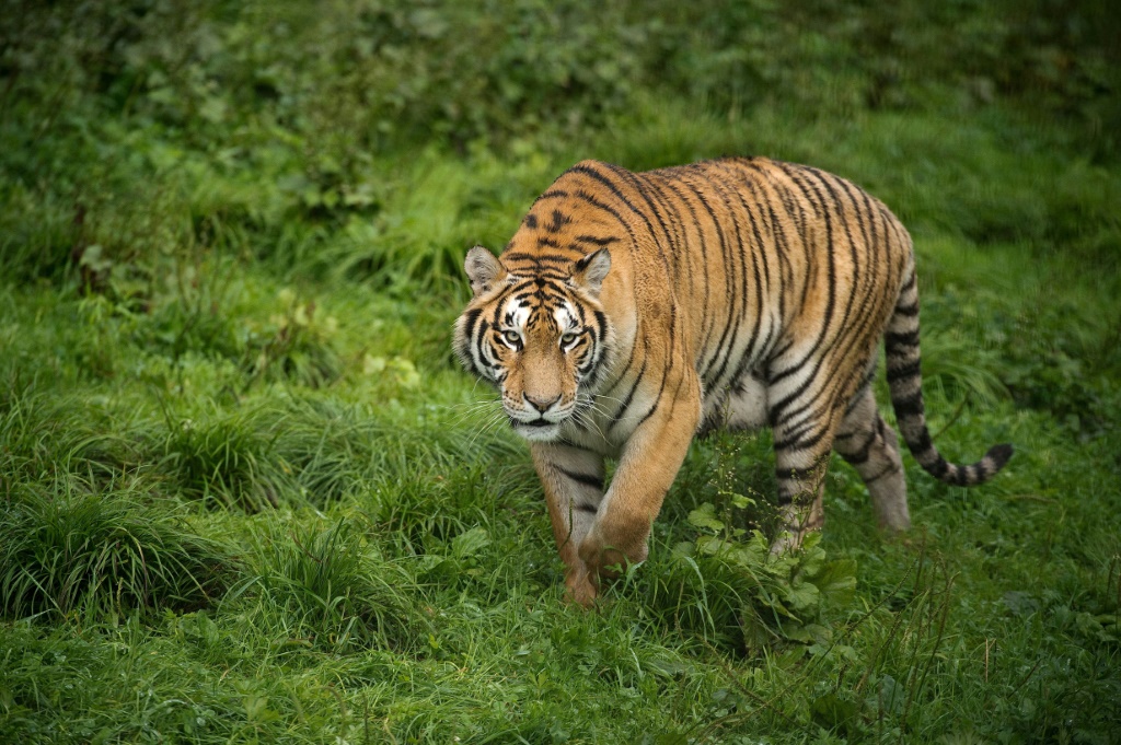 Animal rights charity, Four Paws, says 359 tigers were exported from South Africa from 2011-2020  | AFP