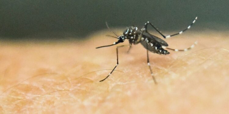 Yellow fever is transmitted by the same mosquitoes which spread Zika and dengue | AFP