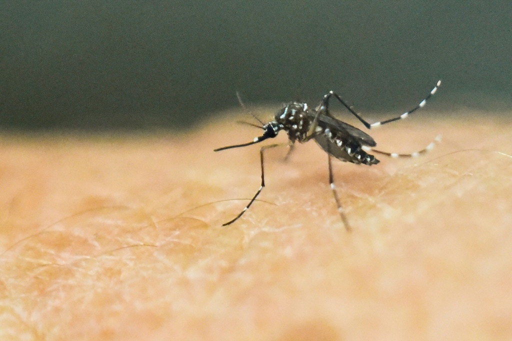 Yellow fever is transmitted by the same mosquitoes which spread Zika and dengue | AFP
