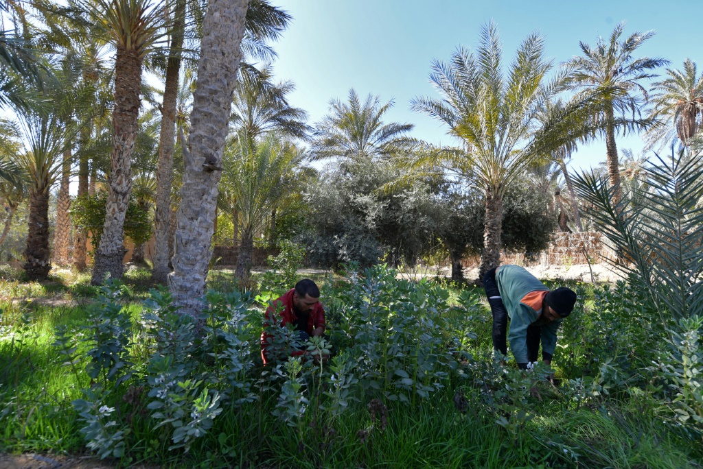Pioneers around an eco-lodge are reviving a remote oasis in Tunisia's desert with innovative projects | AFP