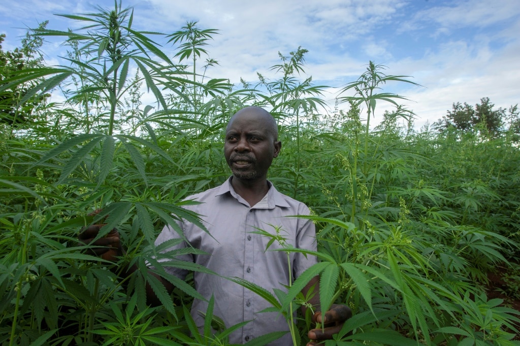 Malawi legalised cannabis farming for medicinal and industrial use in February 2020 | AFP
