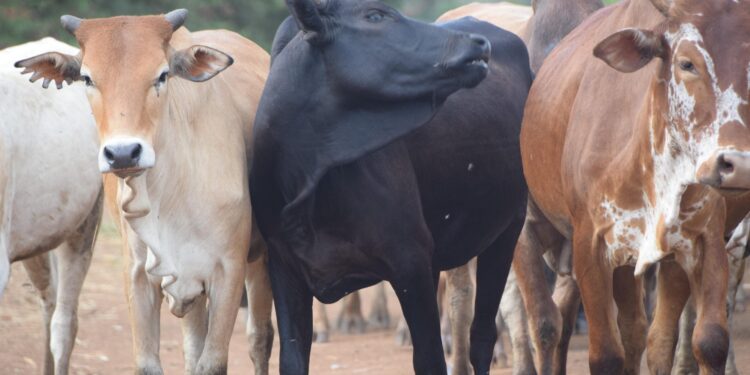 Angry Villagers Torch Houses Over Cow Theft