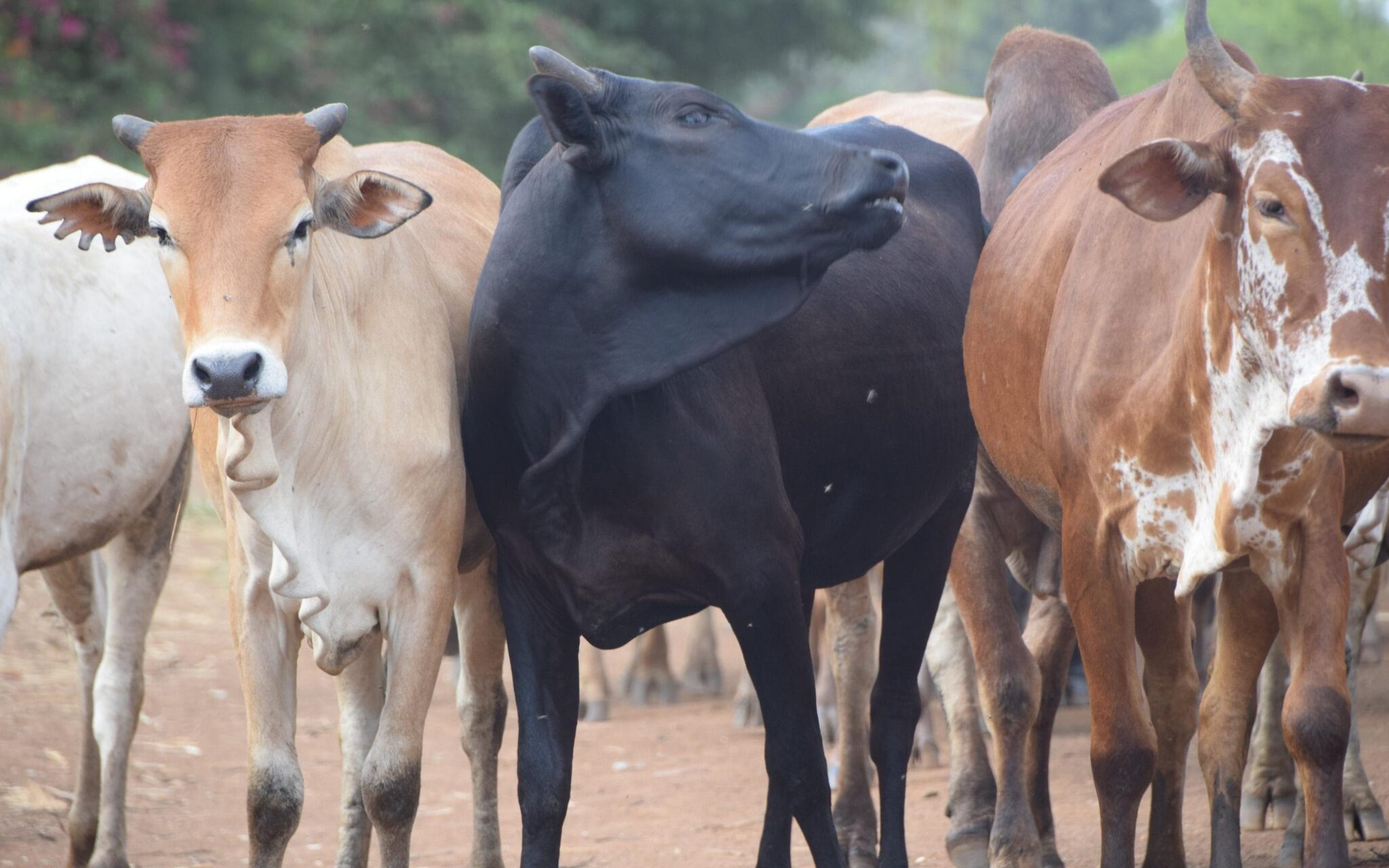 Angry Villagers Torch Houses Over Cow Theft
