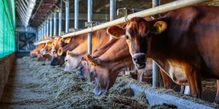 Livestock.PHOTO/COURTESY