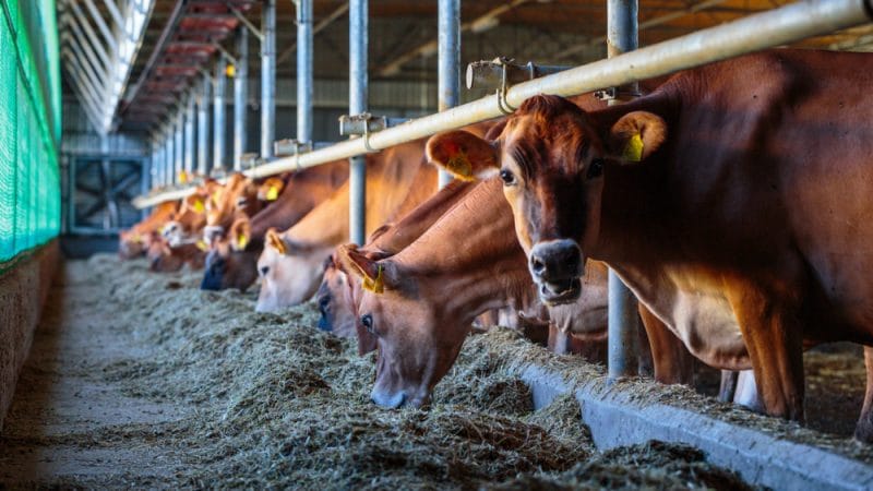 Livestock.PHOTO/COURTESY