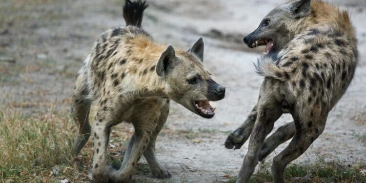 Machakos County Hyena Attacks