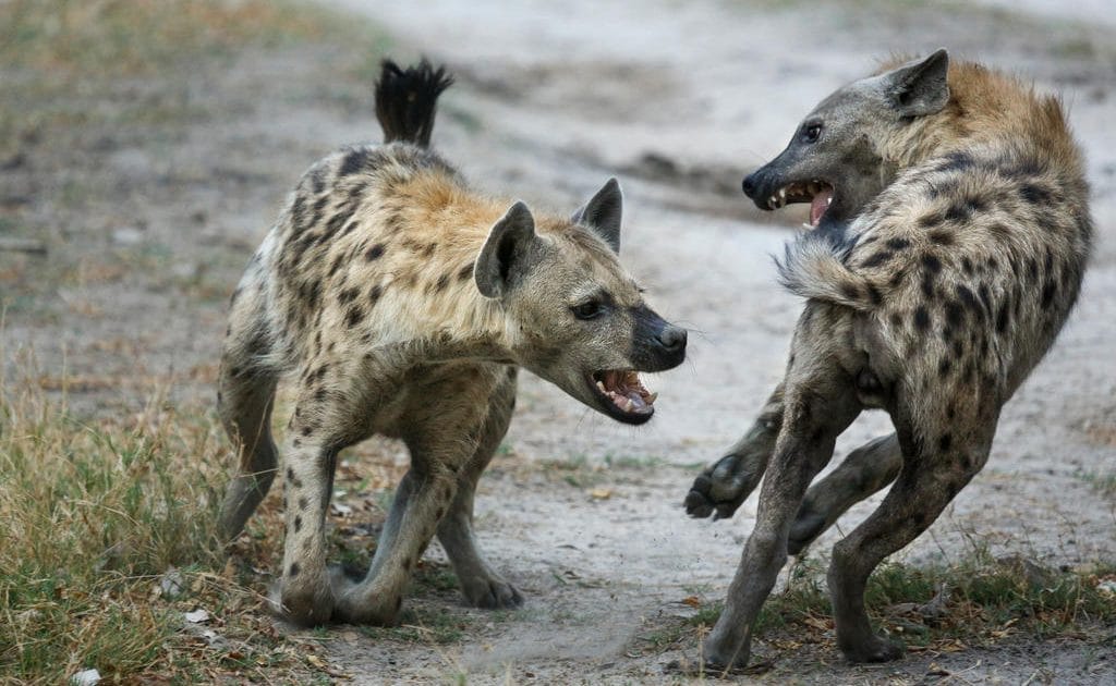 Machakos County Hyena Attacks