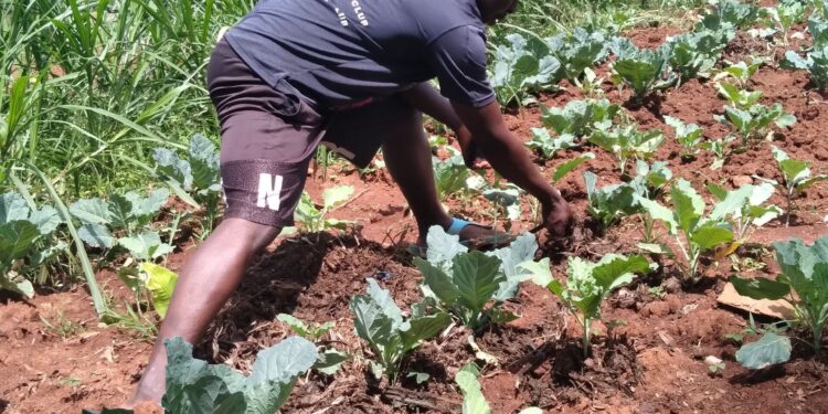 Reuben Andere works on his farm in Vihiga county.He is leading his village  to shift to organic farming.Photo/Jackson Okata