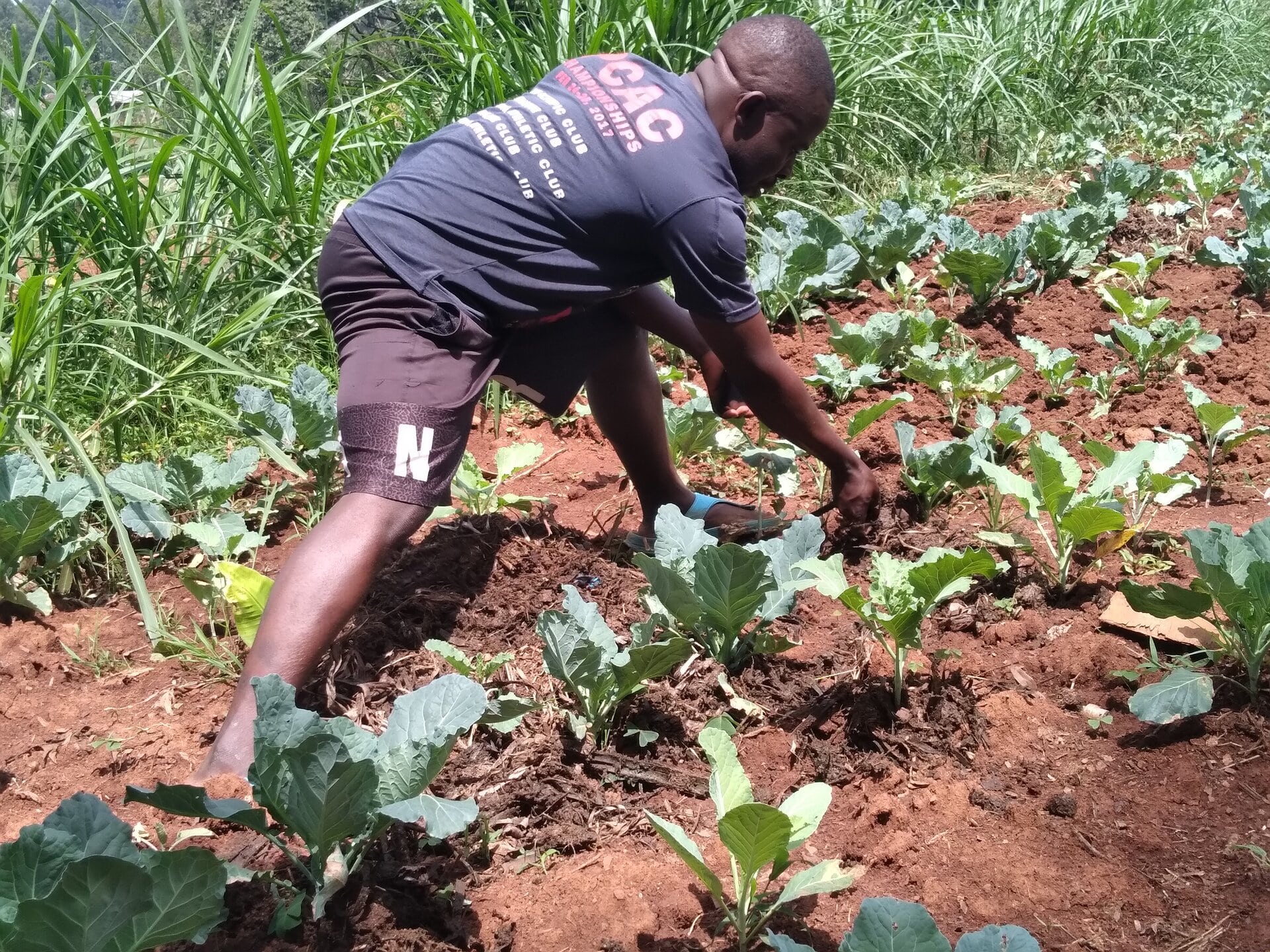 Reuben Andere works on his farm in Vihiga county.He is leading his village  to shift to organic farming.Photo/Jackson Okata