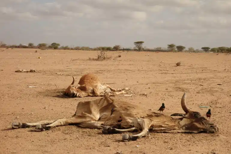The drought in Kenya has caused mortality of wildlife, mostly herbivore species.
Photo: Courtesy