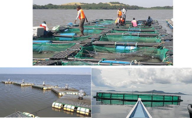 Cage fishing has become popular in Lake Victoria