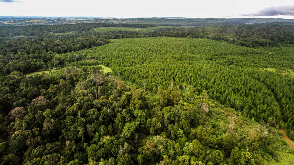 Shamba System