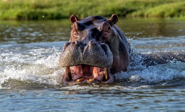 Hippo
