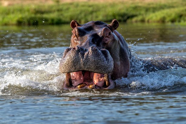 Hippo
