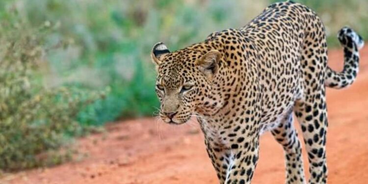 Leopard