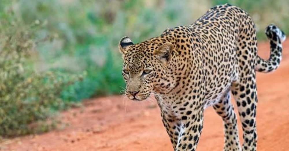 Leopard