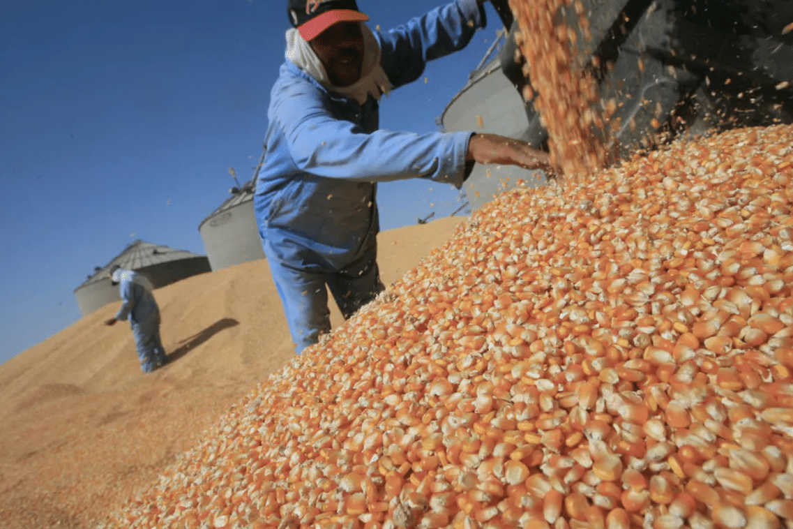 An Egyptian worker gathers the crop at a maize field, the country’s first harvest of genetically modified maize in 2008. Khaled Desouki | AFP via Getty Images