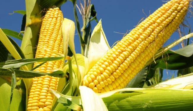 GMO