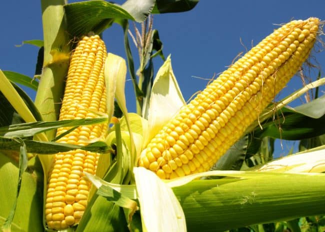 GMO