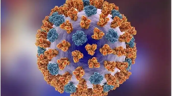 Influenza A structure.
Photo: Courtesy