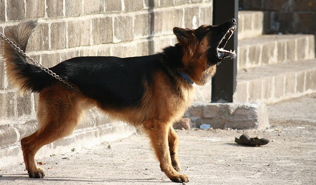 Security Guard Attacked by Dogs