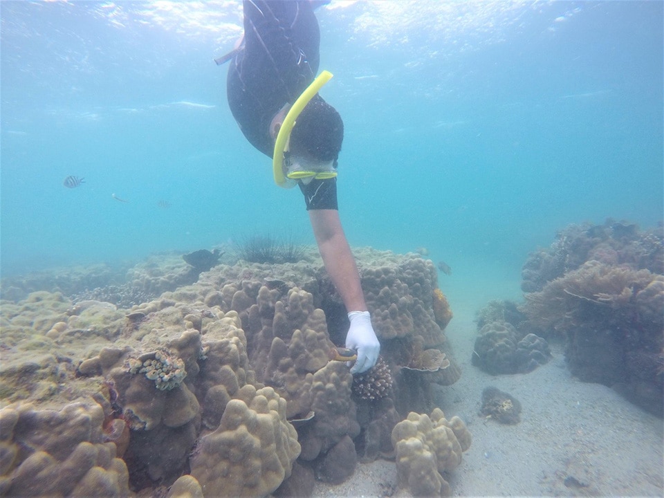 A diver plants an artificial coral on a reef on Wasini Island along the Kenya Coast.Women are leading a drive to restore dead corals on the Island.Photo/Coast Development Authority