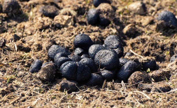 Donkey Poop