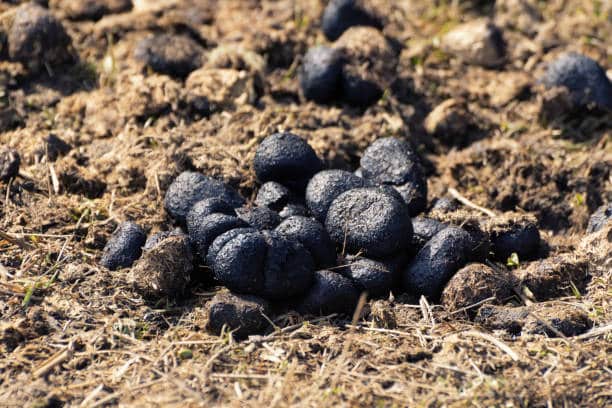 Donkey Poop