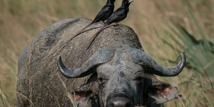 Uganda