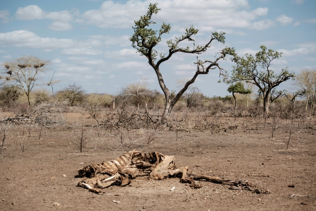 Kenya is facing its worst drought in four decades | AFP