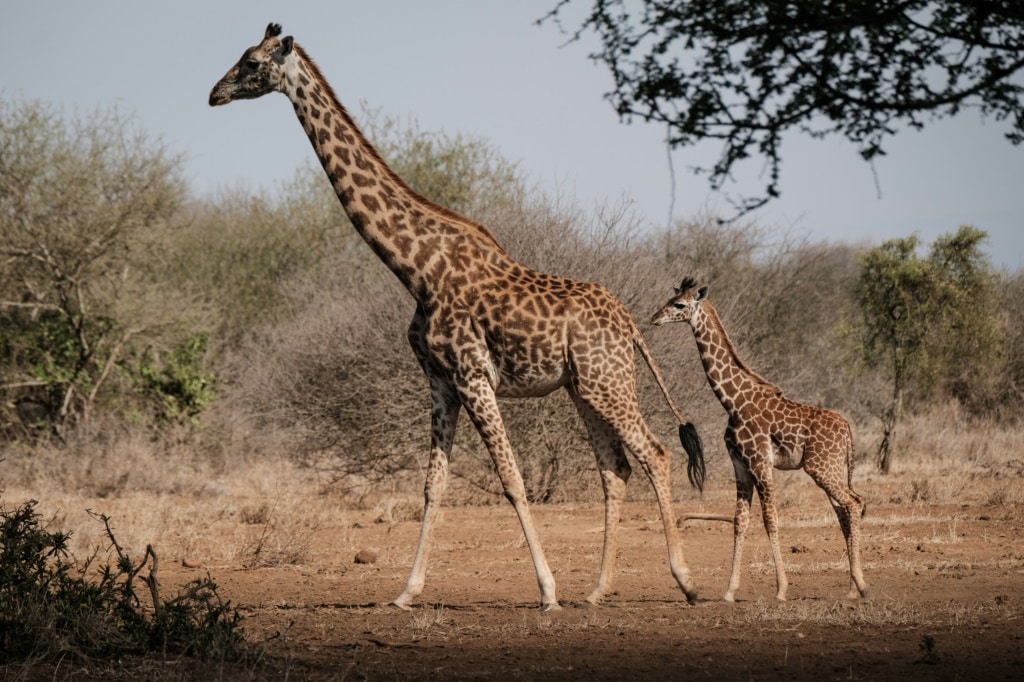 Maasai giraffes in Amboseli, Kenya, on June 21, 2022 | AFP