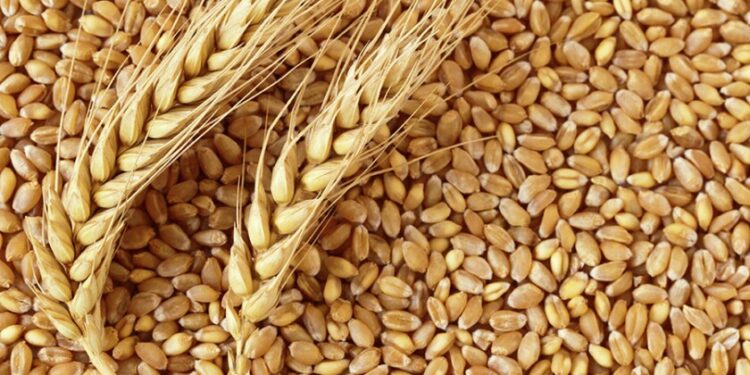 Wheat