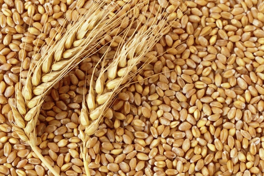 Wheat