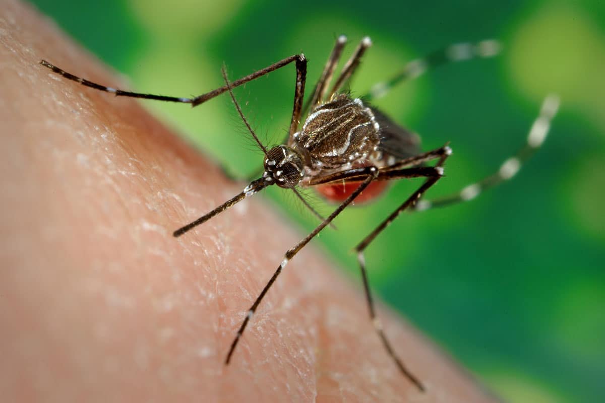 Dengue is a mosquito-borne viral infection.
Photo: Africa CDC