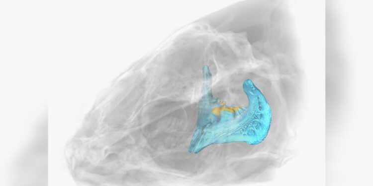 A 3D reconstruction of the skull from the fish species Luciobarbus longiceps.
Photo: Tel Aviv University