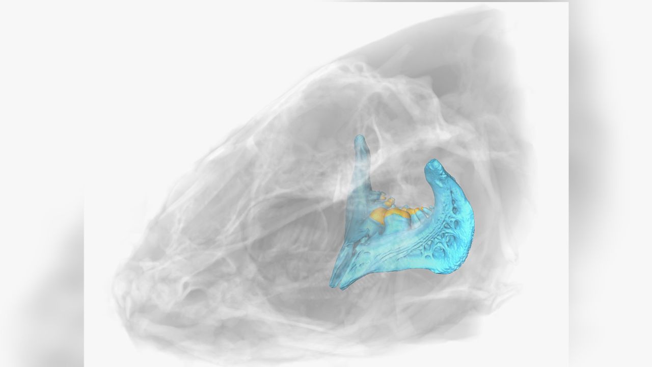 A 3D reconstruction of the skull from the fish species Luciobarbus longiceps.
Photo: Tel Aviv University