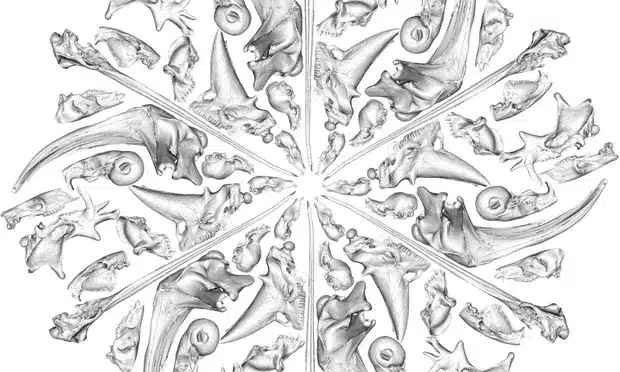 Image of close to 300 skulls of extinct and living placental mammals.
Photo: Courtesy