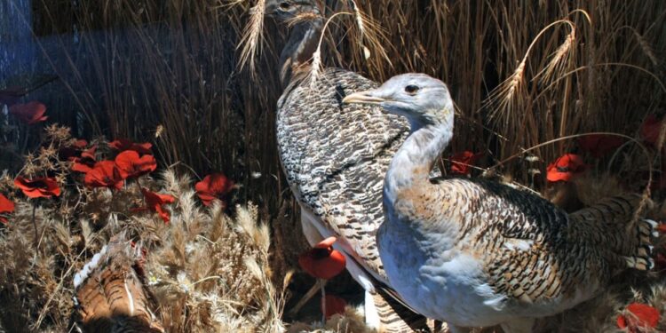 Great bustards eat corn poppies for their medicinal properties.
Photo: Museo Nacional de Ciencias Naturales Madrid Spain