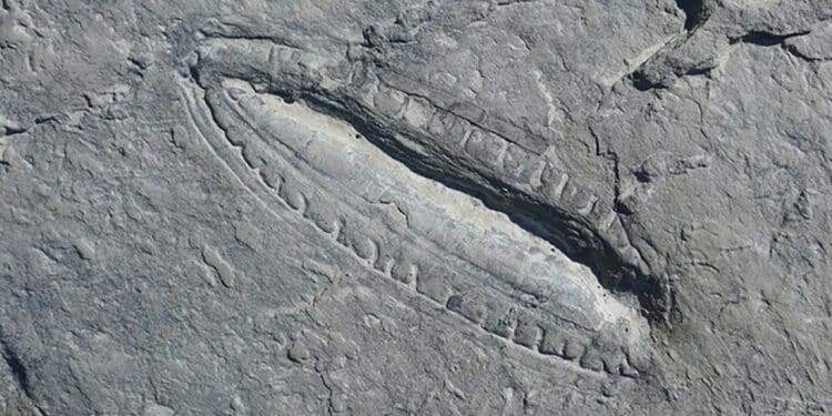 The Kimberella fossil, discovered Russia in 2018.
Photo: Dr Ilya Bobrovskiy/GFZ-Potsdam