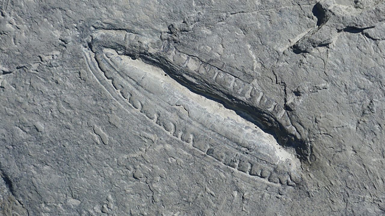 The Kimberella fossil, discovered Russia in 2018.
Photo: Dr Ilya Bobrovskiy/GFZ-Potsdam