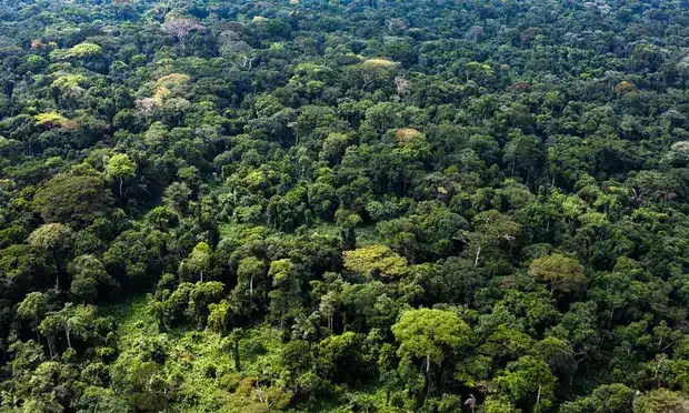 Peatland forest in the Congo basin. Photograph: Daniel Beltrá/Greenpeace
